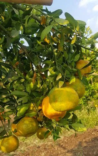 A Grade Maharashtra Farm Fresh Orange Packaging Size 5 Kg Packaging