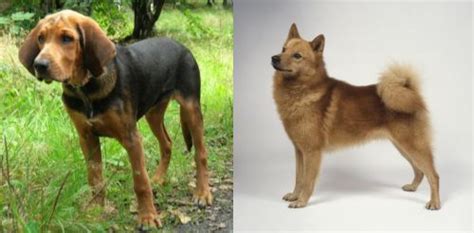 Polish Hound Vs Finnish Spitz Breed Comparison Mydogbreeds