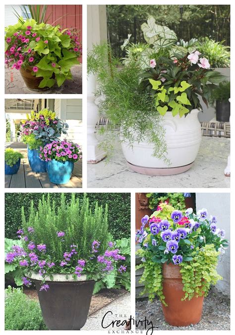 Creative Garden Container Pot Plant Combinations Spring Planter