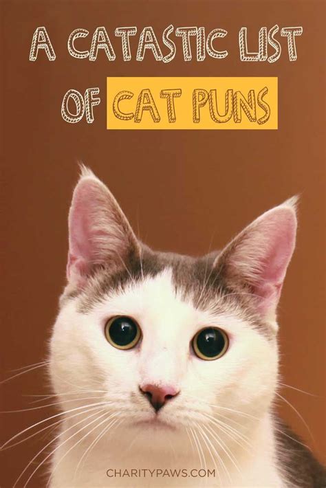 For Animal Rescues And People That Support Them Cat Puns Funny Animal Quotes Funny Animal Memes