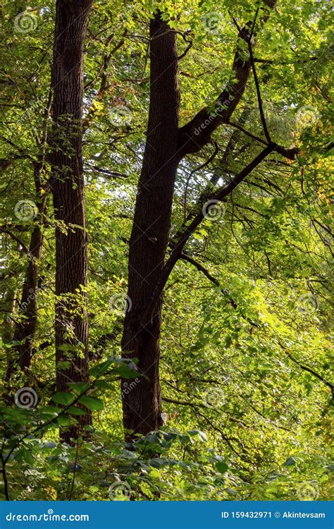 Tree Trunks With Bright Green Foliage In Natural Daylight Early Autumn