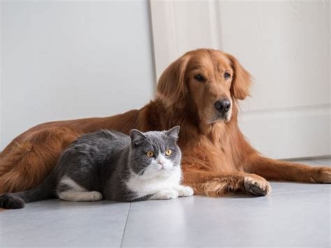 Cat Fleas Vs Dog Fleas According To An Expert The Goody Pet