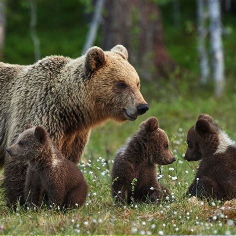 Pin By Иван Кошлин On • ᴮᴱᴬᴿ ᶜᴬᴮᴵᴺ • Animals Wild Baby Animals Bear