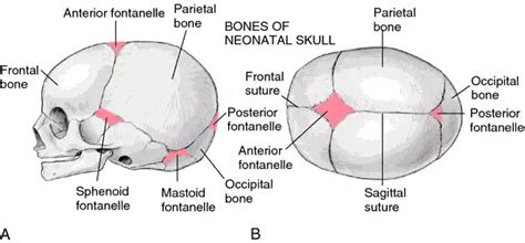 Fetal Skull Midwives Revision