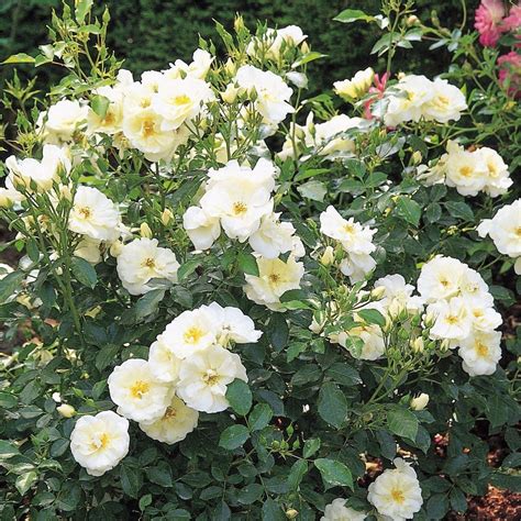 25l Carpet Rose White Rosa Bunnings New Zealand