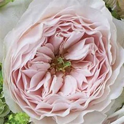 Garden Rose Charity Light Pink Bulk Wholesale Blooms By The Box