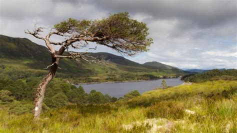 Walk Alongside The Wild And Beautiful Loch Affric The Glen Affric