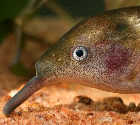 The Elephantnose Fish Gna Image Eurekalert Science News Releases