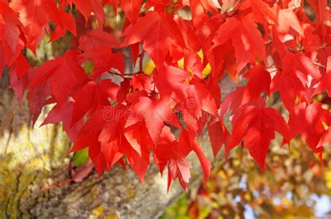 Bright Crimson Colored Leaves Of The Red Maple Tree In Full Autumn