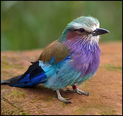 All Sizes Lilac Breasted Roller Bird Flickr Photo Sharing