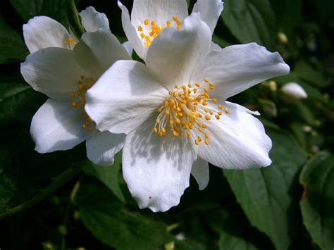 5 Petal White Flower Tree Flower