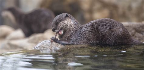 They are in trouble · 4. Difference Between Sea Otter And River Otter
