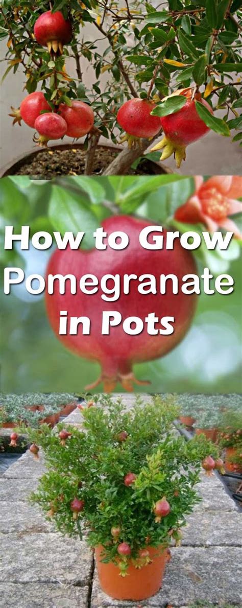 How To Grow Pomegranate Tree In Pot Pomegranate Is One Of The Nicest
