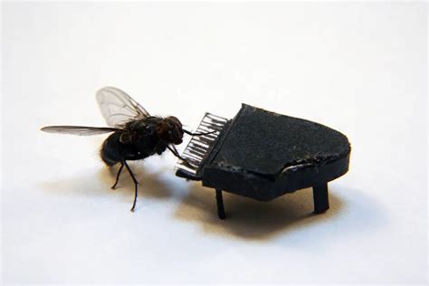 The Adventures Of Mr Fly By Nicholas Hendrickx
