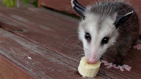 Baby Opossum Eats Bananas In Slow Motion Youtube