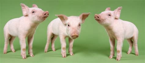 10 Cosas Que Debes Saber De Los Cerdos I Maguisa