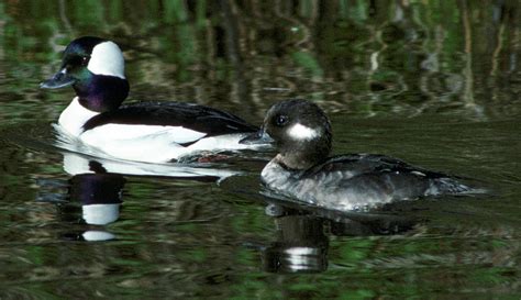 Wild Birds Unlimited Bufflehead Black And White Duck