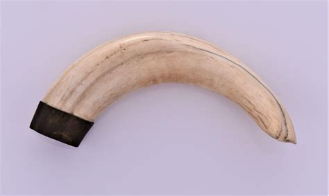 Antique 575 Inch Large Boar Tusk Nov 17 2018 Pangaea Auctions In
