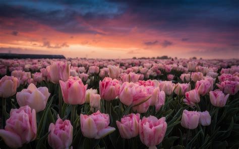 Download Wallpaper 1920x1200 Netherlands Lot Of Pink Tulips Morning