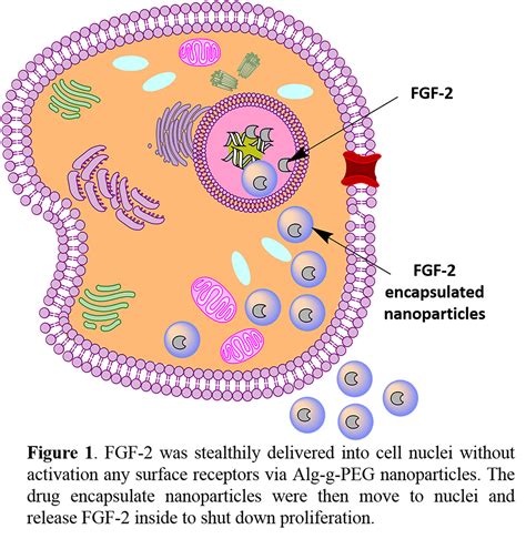 Frontiers Alg G Peg Nanosphere Mediated Intracellular Growth Factor