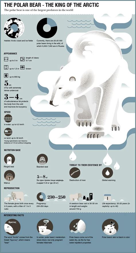 Polar Bear Infographic Polar Bear Infographic