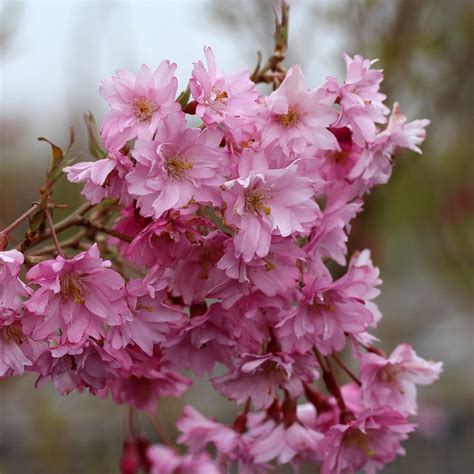 Prunus Fukubana Flowering Cherry Tree Mail Order Trees