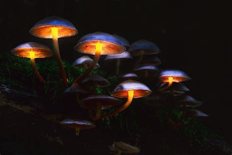 Nature Mushroom Hd Wallpaper