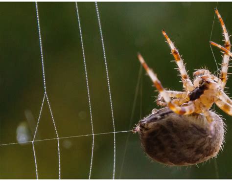 Steve Smith Photography Spider Spinning Its Web