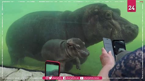 Beauval Zoo Witnesses First Birth Of Baby Hippopotamus Youtube