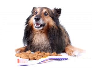 Many dental insurance plans only pay up to $1,500. Pet Dental Care
