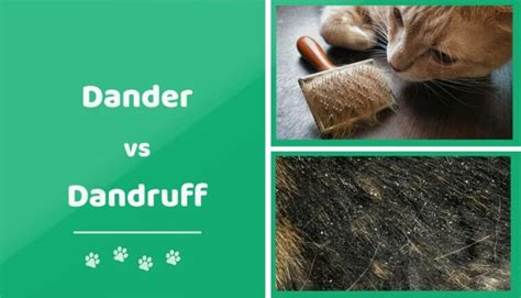 Cat Dander Vs Dandruff The Differences Explained Pet Keen