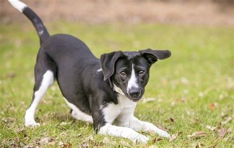 3 Dog Body Language Cues That Your Dog Wants To Play