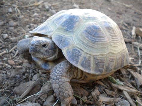 Thinking about getting a turtle as a pet? 10 Types of Turtles You Can Have as Pets