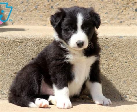 Smooth Coat Border Collie Puppies For Sale Tabitomo