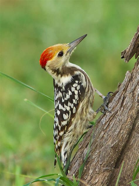 Indian Birds Photography Birdphotoindia Yellow Crowned Woodpecker