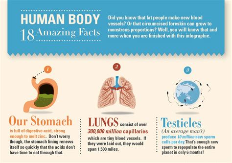 Interesting Facts About The Human Body Infographic Fu
