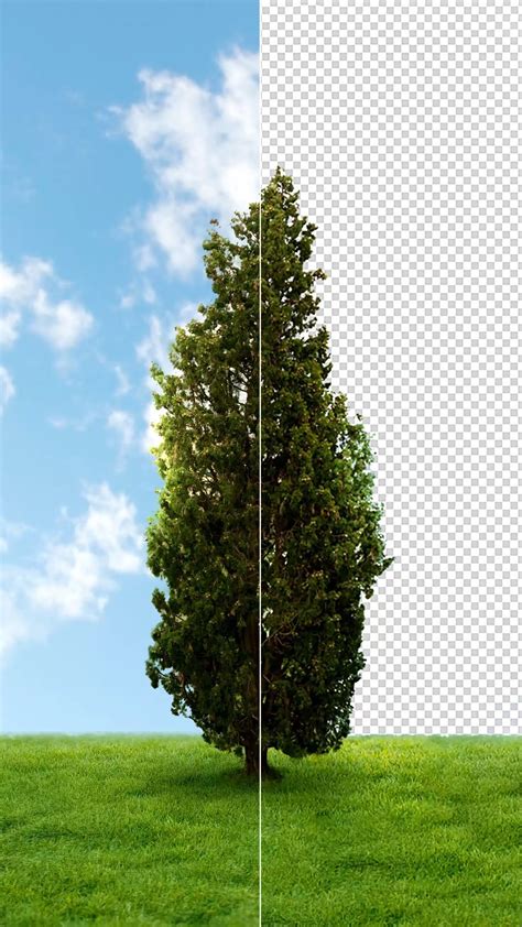 Cut Out Tree In Photoshop Artofit