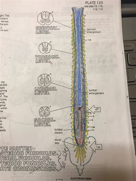 Nervous System Spinal Cord Diagram Quizlet