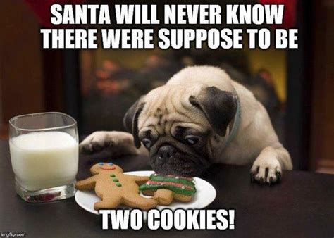 Top 10 Pug Christmas Memes That Will Make You Merry
