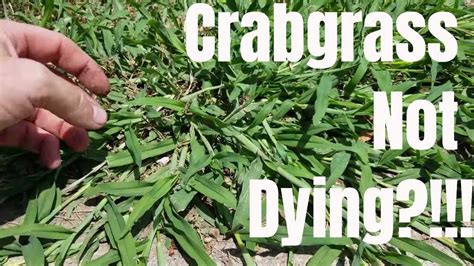 Effective Methods For Crabgrass Control How And When To Kill