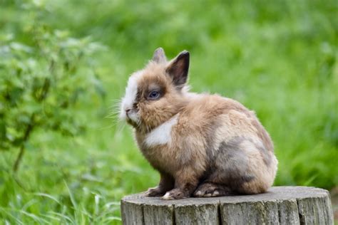 Top 10 Dwarf Rabbit Breeds With Pictures Vlrengbr