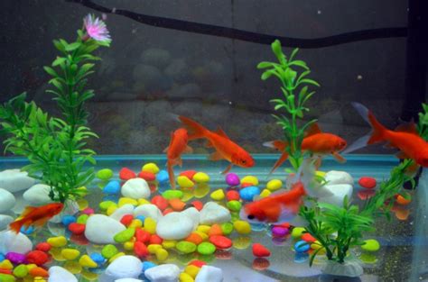 Fish Tank Free Stock Photo Public Domain Pictures