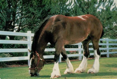 Anheuser Busch Clydesdale Horse At Seaworld Unused Postcard Etsy In