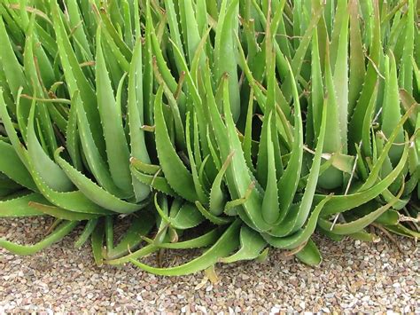 Uses For Aloe Vera Growin Crazy Acres