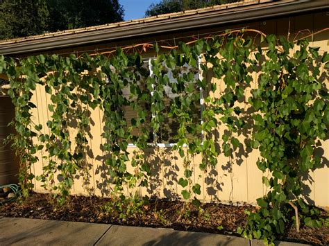 Grapevine On Eave To Shade House Greg Alders Yard Posts Southern