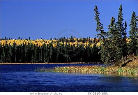 Mixed Boreal Forest In Autumn At Prince Albert National Park