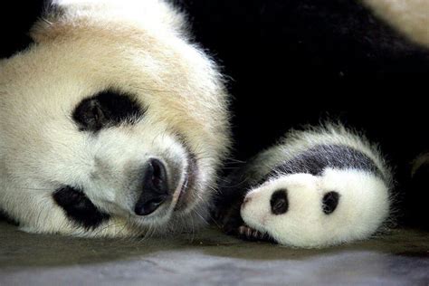 Panda Paw Baby Animals Panda Animals