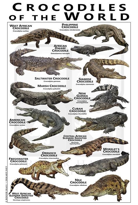 Crocodiles Of The World Poster Field Guide Etsy Crocodiles