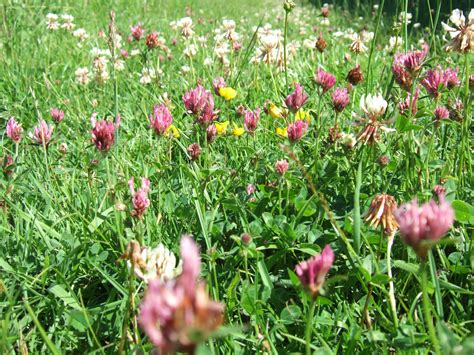 Getting More From Less Advantages Of Multispecies In Grassland Swards