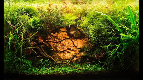 Beautiful Aquascape The Art Of The Planted Aquarium Encrest Min